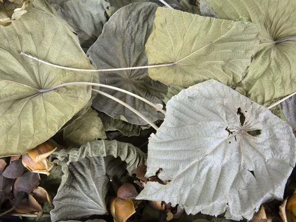 What Lotus leaf looks like as a TCM ingredient