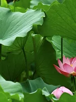 Lotus leaves (He Ye)