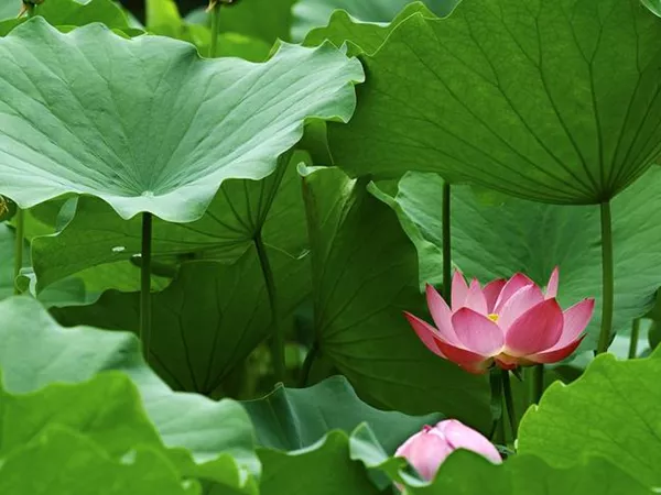 What the Lotus leaf plant looks like