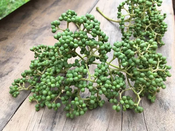 What the Sichuan pepper plant looks like
