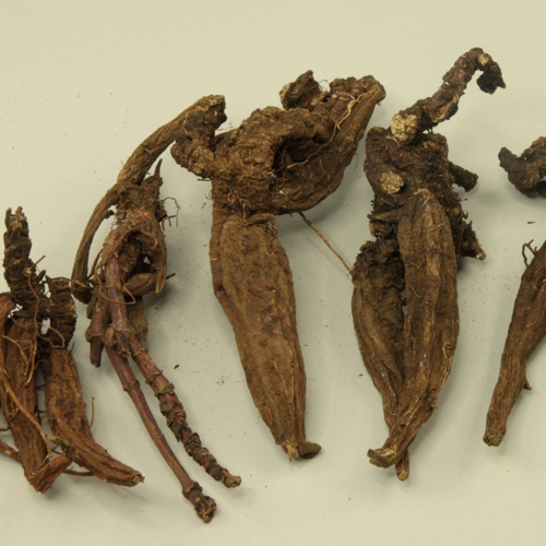 Jing Da Ji (Peking spurge roots) as TCM ingredient