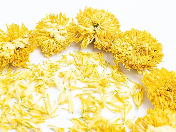 What Chrysanthemum flower looks like as a TCM ingredient