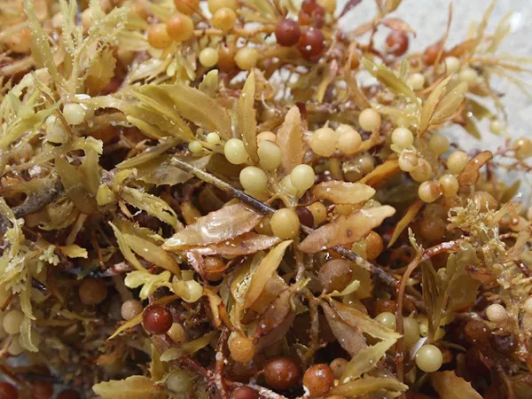 What the Sargassum plant looks like