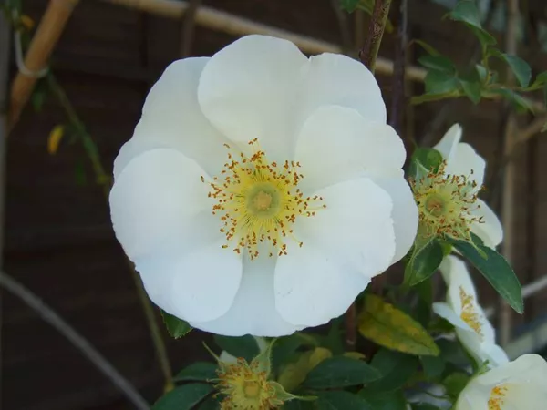 What the Cherokee rose fruit plant looks like