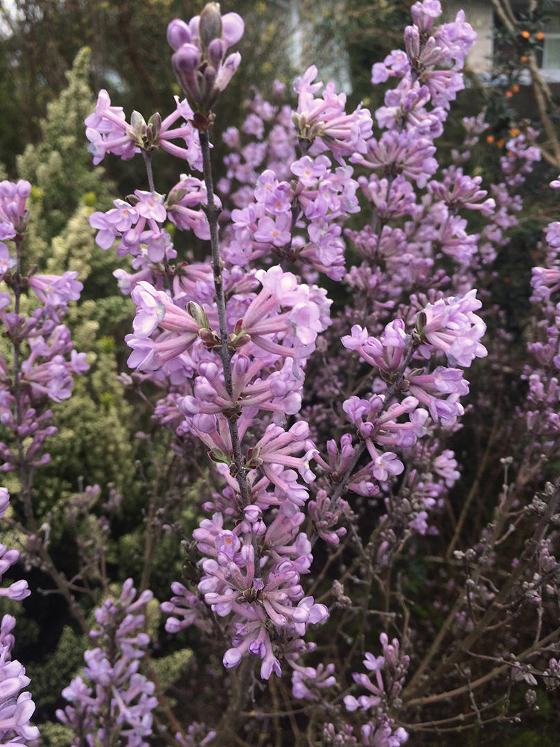Yuan Hua (Genkwa flowers) plant
