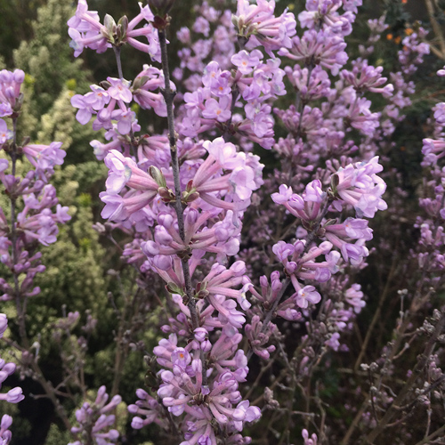 Yuan Hua (Genkwa flowers) plant