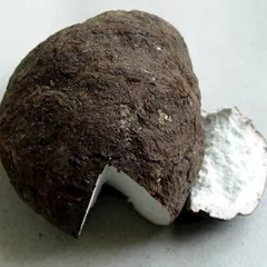 Poria-cocos mushroom, an ingredient in Milk Boost Tea