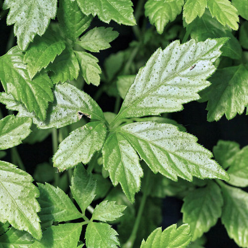 Jiao Gu Lan (Jiaogulan) plant