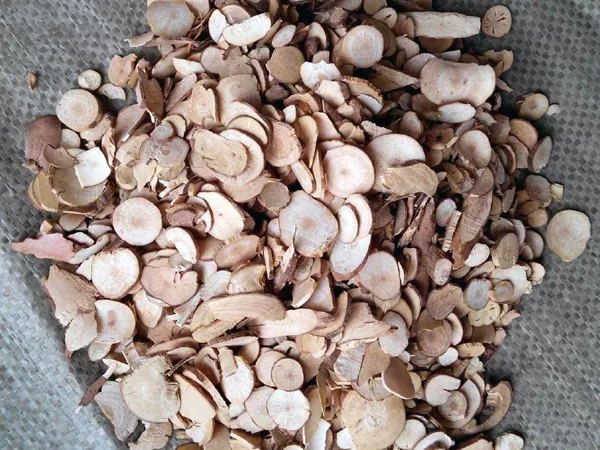 What Lindera root looks like as a TCM ingredient