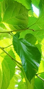 Mulberry leaves (Sang Ye)