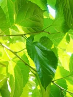 Mulberry leaves (Sang Ye)