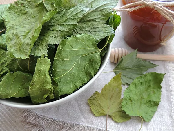 What Mulberry leaf looks like as a TCM ingredient
