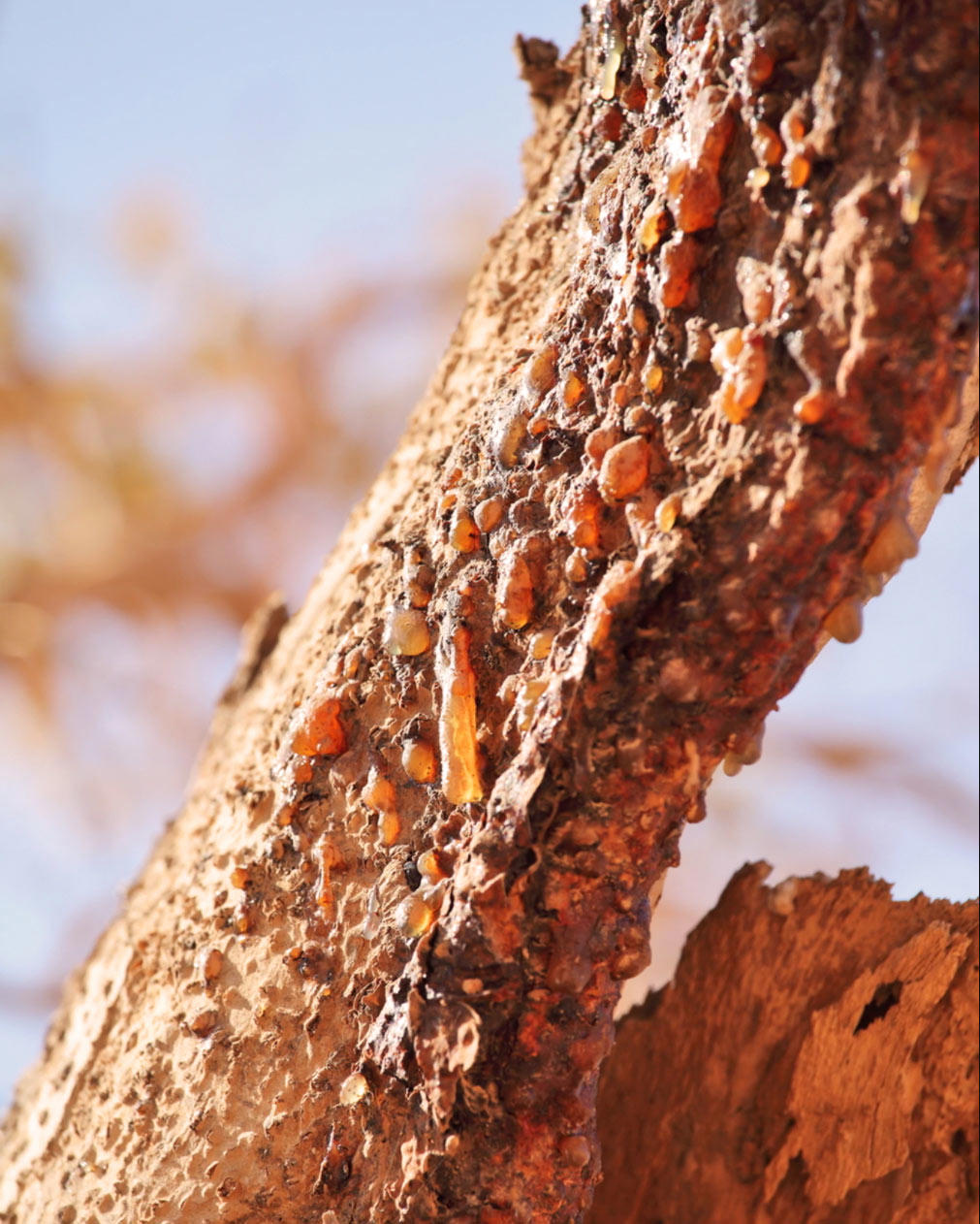 Mo Yao (Myrrh) plant