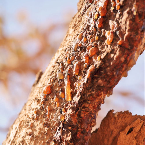 Mo Yao (Myrrh) plant