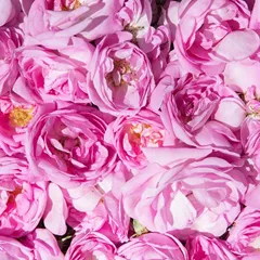 Rose flowers, an ingredient in Milk Boost Tea