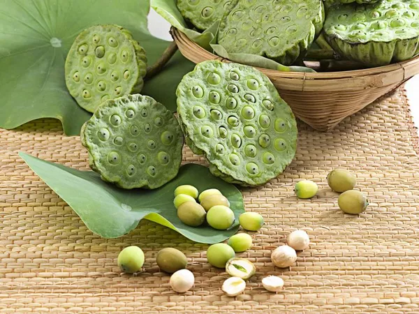 What the Lotus seed plant looks like