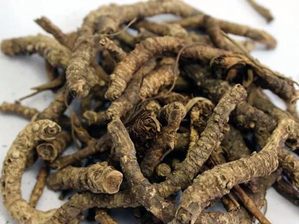 What Goldthread rhizome looks like as a TCM ingredient