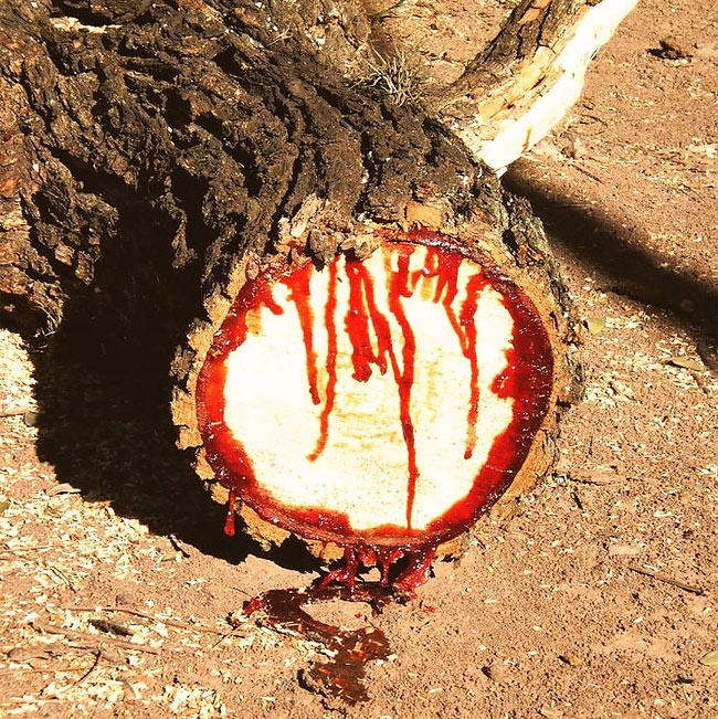 Xue Jie (Dragon's blood) plant