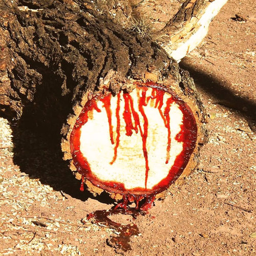 Xue Jie (Dragon's blood) plant