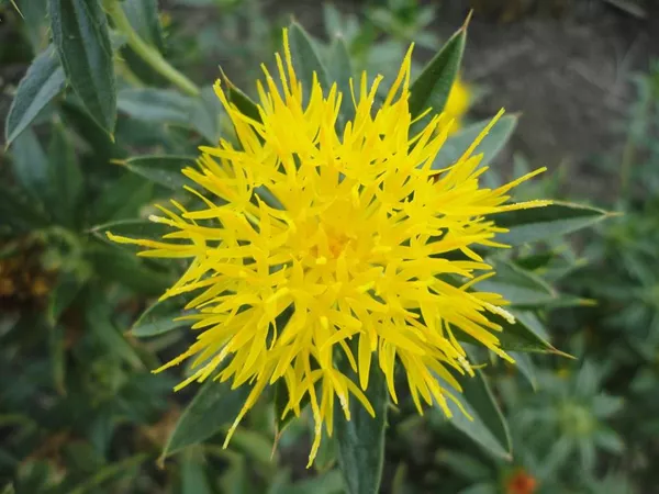 What the Safflower plant looks like