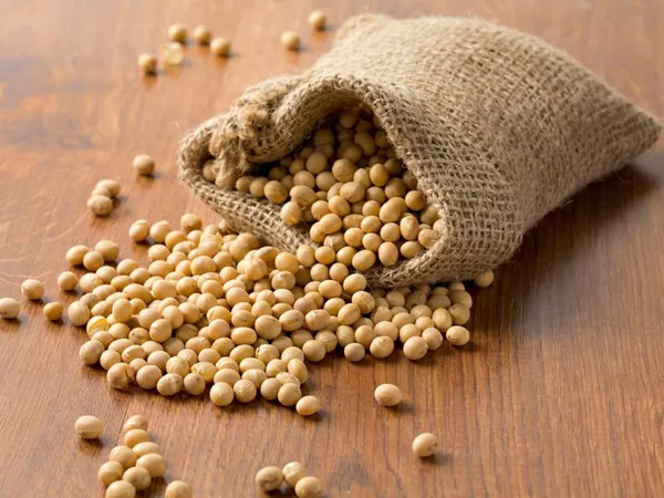 What the Fermented soybean plant looks like