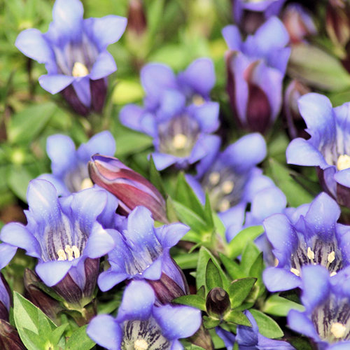 Long Dan Cao (Chinese Gentian) plant