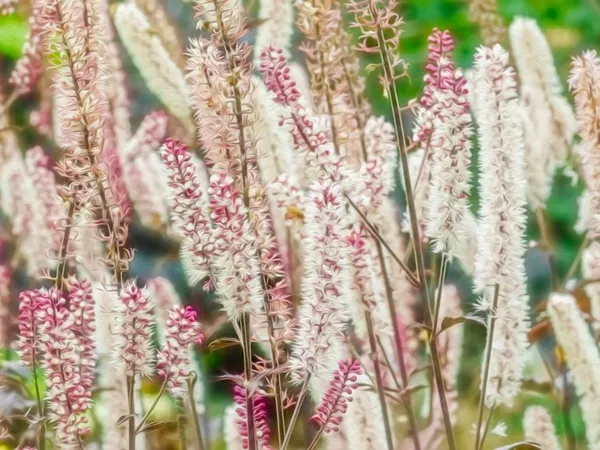 What the Bugbane rhizome plant looks like