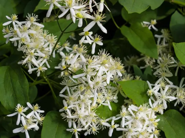 What the Clematis root plant looks like