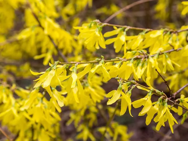 What the Forsythia fruit plant looks like