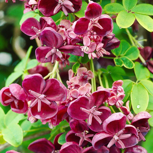 Mu Tong (Akebia stems) plant