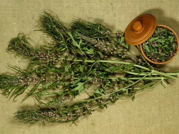 What Motherwort herb looks like as a TCM ingredient