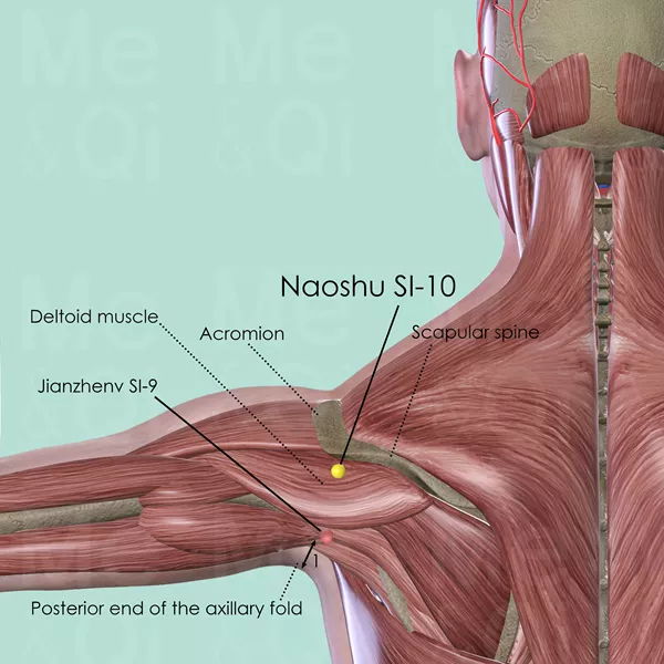 Naoshu SI-10 - Muscles view - Acupuncture point on Small Intestine Channel
