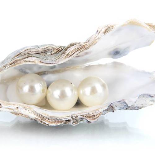 Zhen Zhu (Pearls) plant