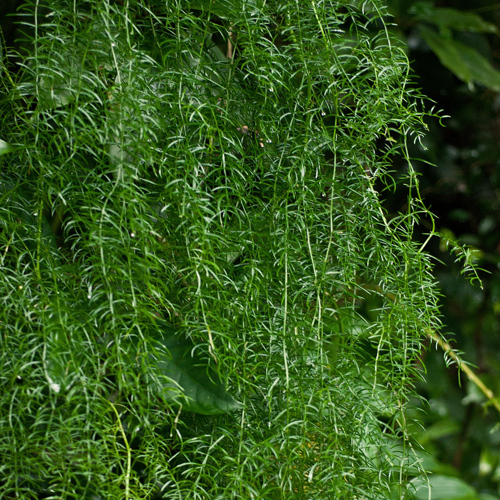 Tian Men Dong (Chinese asparagus tubers) plant