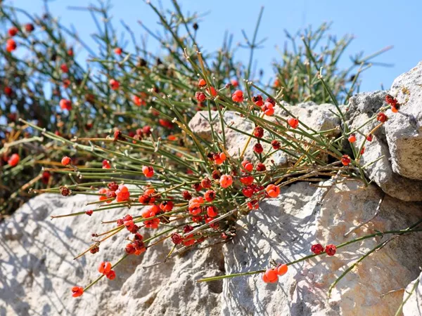 What the Ephedra plant looks like