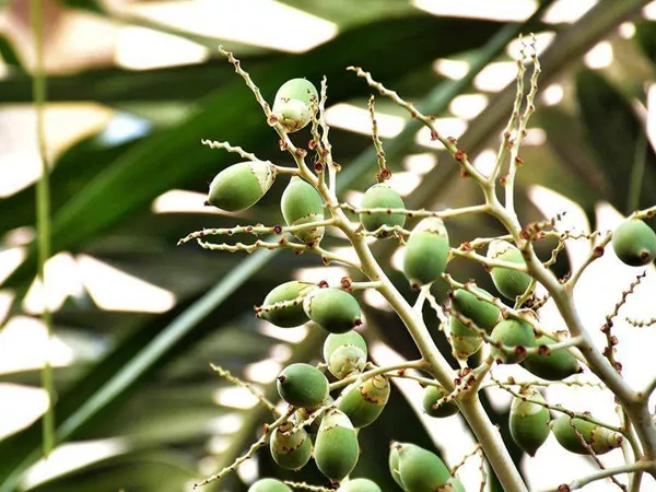 What the Areca nut plant looks like