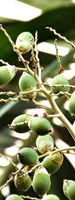 Areca nuts (Bing Lang)