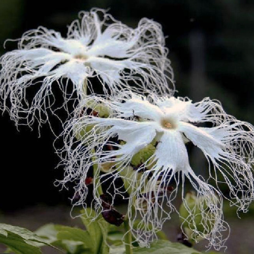 Tian Hua Fen (Snake gourd roots) plant