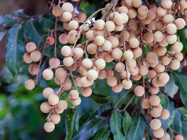 What the Longan plant looks like