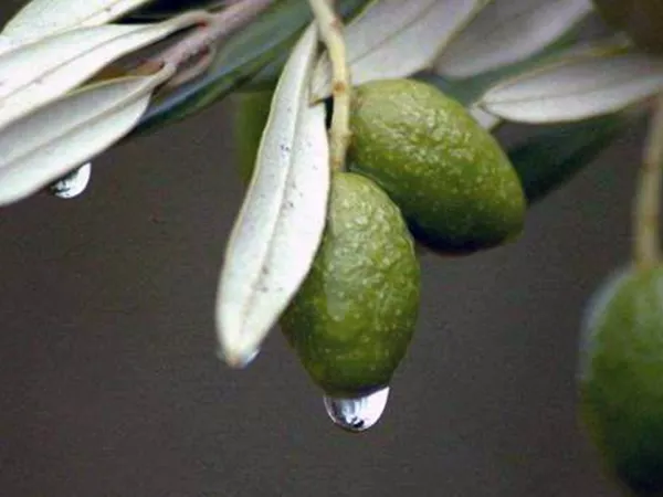 What the Malva nut plant looks like