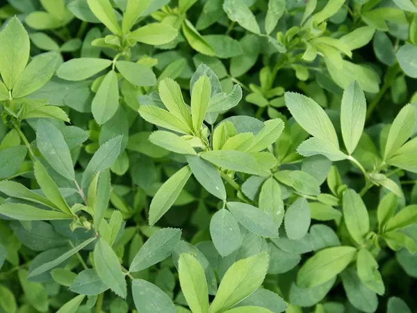 What the Alfalfa leaf plant looks like