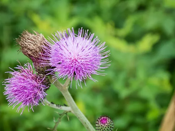 What the Japanese thistle plant looks like
