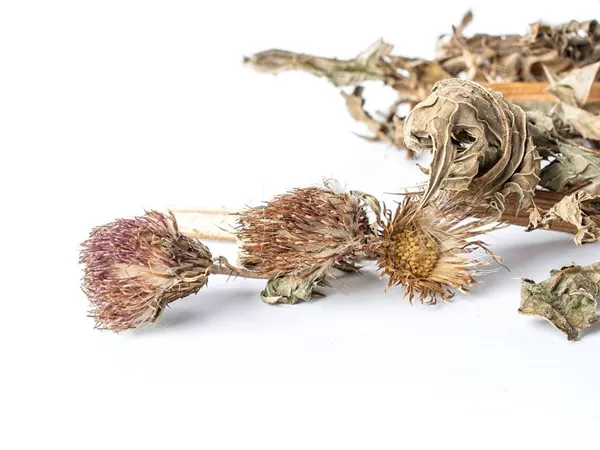 What Japanese thistle looks like as a TCM ingredient