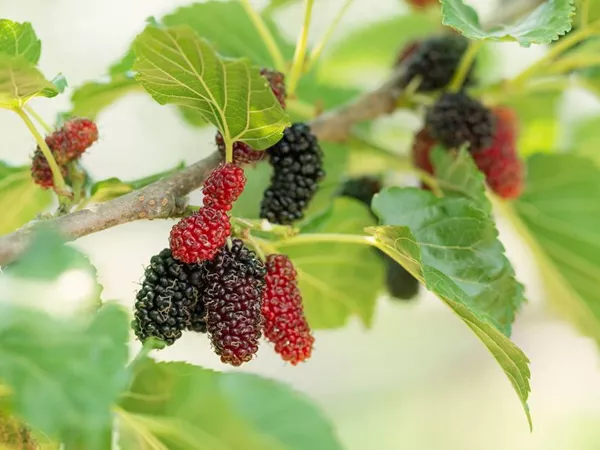 What the Mulberry Fruit plant looks like