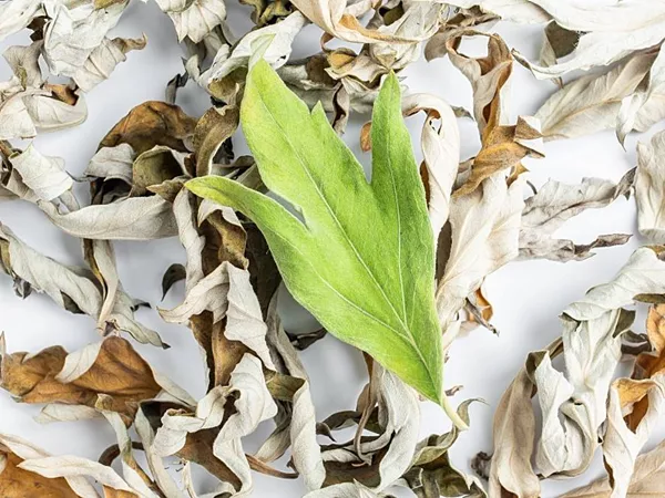 Silvery wormwood leaves (Ai Ye) in Chinese Medicine