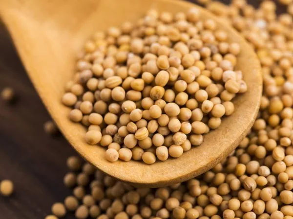 What Brown mustard seed looks like as a TCM ingredient