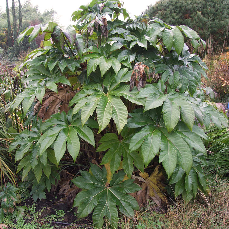 Tong Cao (Tetrapanax piths) plant