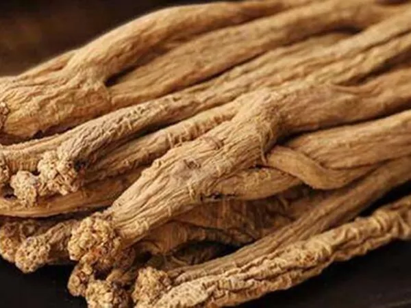 What Woad root looks like as a TCM ingredient