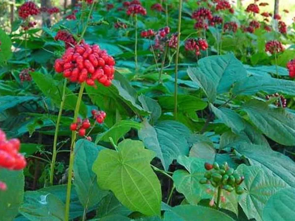 What the American ginseng plant looks like