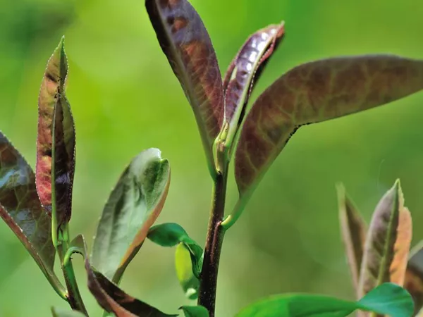 What the Kuding tea plant looks like